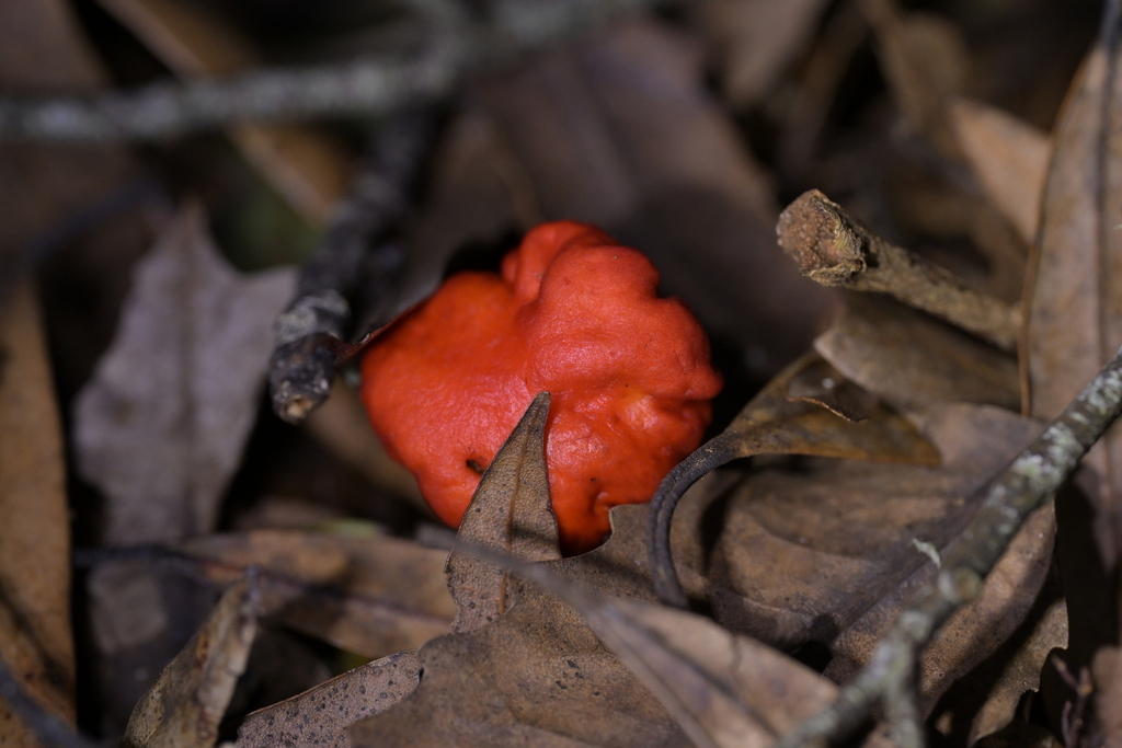 Leratiomyces erythrocephalus · May 2026 · photo: © christopherstephens (iNaturalist, cc-by)