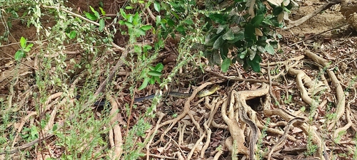 West African Banded Cobra