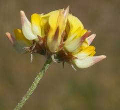 Lotononis rostrata rostrata