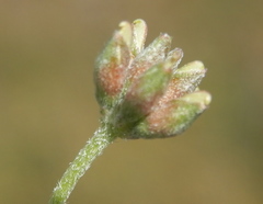 Lotononis rostrata rostrata