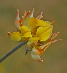 Lotononis rostrata rostrata