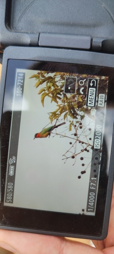 Red-throated Bee-eater