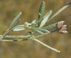 Lotononis rostrata rostrata