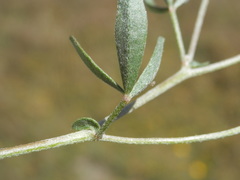 Lotononis rostrata rostrata