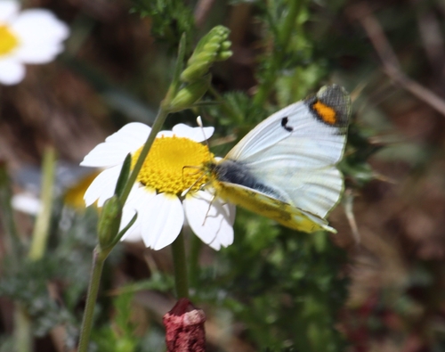 Sooty Orange Tip
