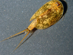 Lepidurus packardi