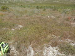 Lotononis rostrata rostrata