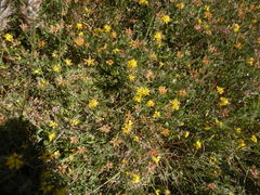 Lotononis rostrata rostrata