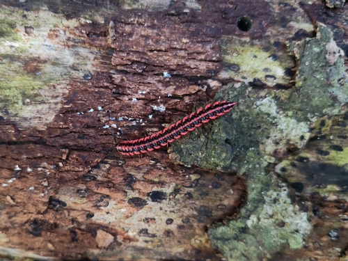 Antheromorpha uncinata