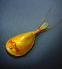 Vernal Pool Tadpole Shrimp - Photo (c) Robin Gwen Agarwal, some rights reserved (CC BY-NC), uploaded by Robin Gwen Agarwal
