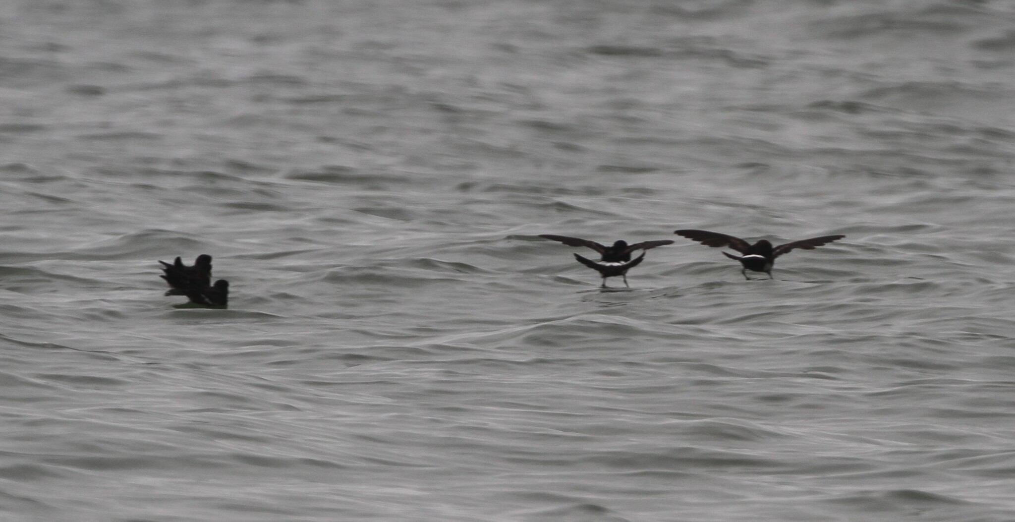 European Storm Petrel (Hydrobates pelagicus), photo 2