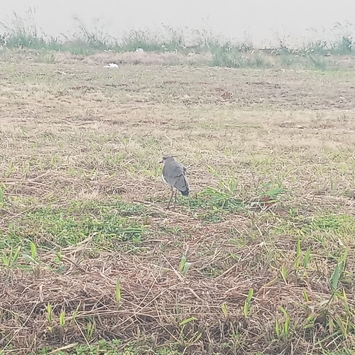 Southern Lapwing