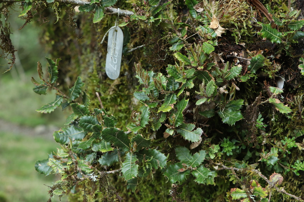 Quercus spinosa
