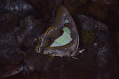 Polyura bharata