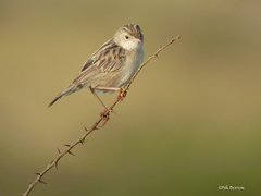 Cisticola aridulus