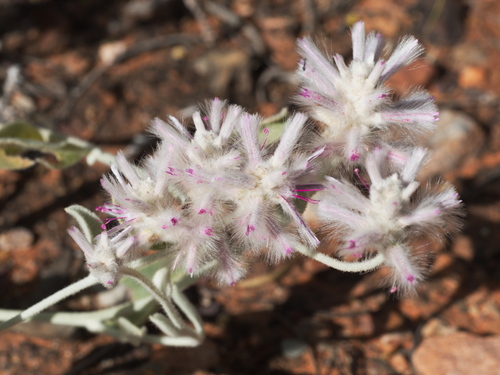 Crimson Foxtail