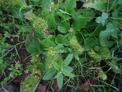 Lepechinia caulescens