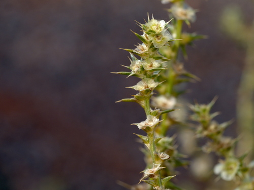 Southern Russian Thistle