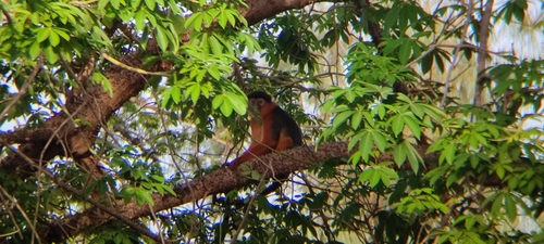 Temminck's Bay Colobus