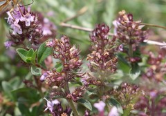Thymus praecox polytrichus