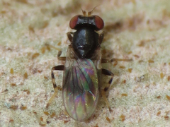 Periscelis occidentalis
