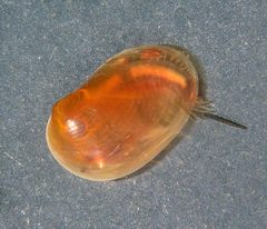 Cyzicus californicus