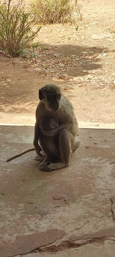 Green Monkey