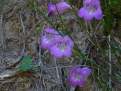Penstemon amphorellae