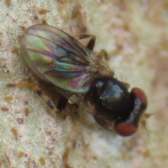 Periscelis occidentalis