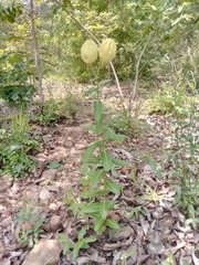 Pachycarpus lineolatus