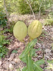 Pachycarpus lineolatus
