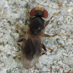 Periscelis occidentalis
