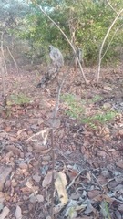 Pachycarpus lineolatus