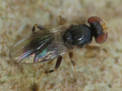 Periscelis occidentalis