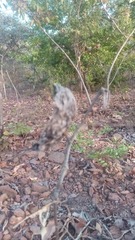 Pachycarpus lineolatus