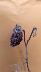 Pachycarpus lineolatus