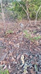 Pachycarpus lineolatus