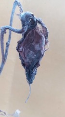 Pachycarpus lineolatus