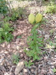 Pachycarpus lineolatus