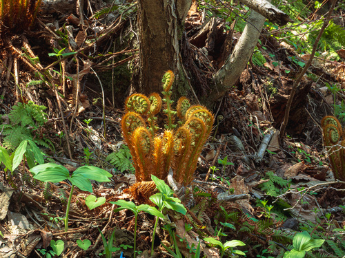 Dryopteris crassirhizoma iNat (2)