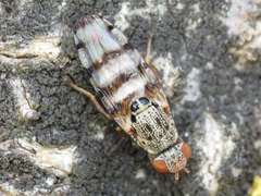 Pseudotephritina inaequalis