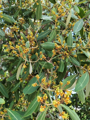 Avicennia alba observed 2026-05-13