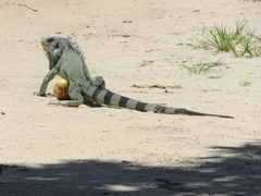 Iguana iguana