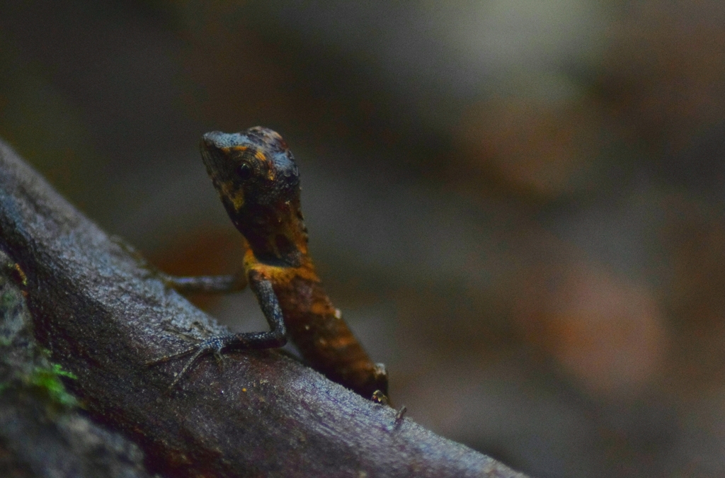 Indian Kangaroo Lizard