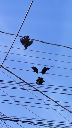 Smooth-billed Ani