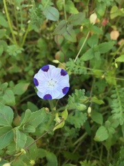 Nemophila maculata