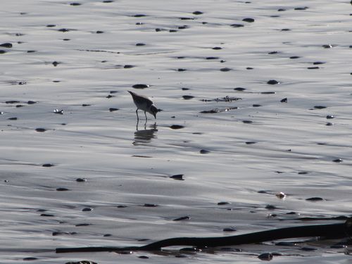 iNaturalist image