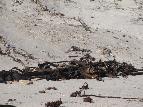 iNaturalist: (c) Kim Daniels, some rights reserved (CC BY-NC), uploaded by Kim Daniels iNaturalist image