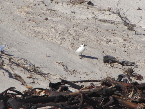iNaturalist: (c) Kim Daniels, some rights reserved (CC BY-NC), uploaded by Kim Daniels iNaturalist image