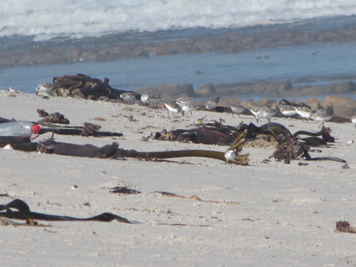 iNaturalist: (c) Kim Daniels, some rights reserved (CC BY-NC), uploaded by Kim Daniels iNaturalist image